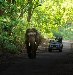 jim corbett national park